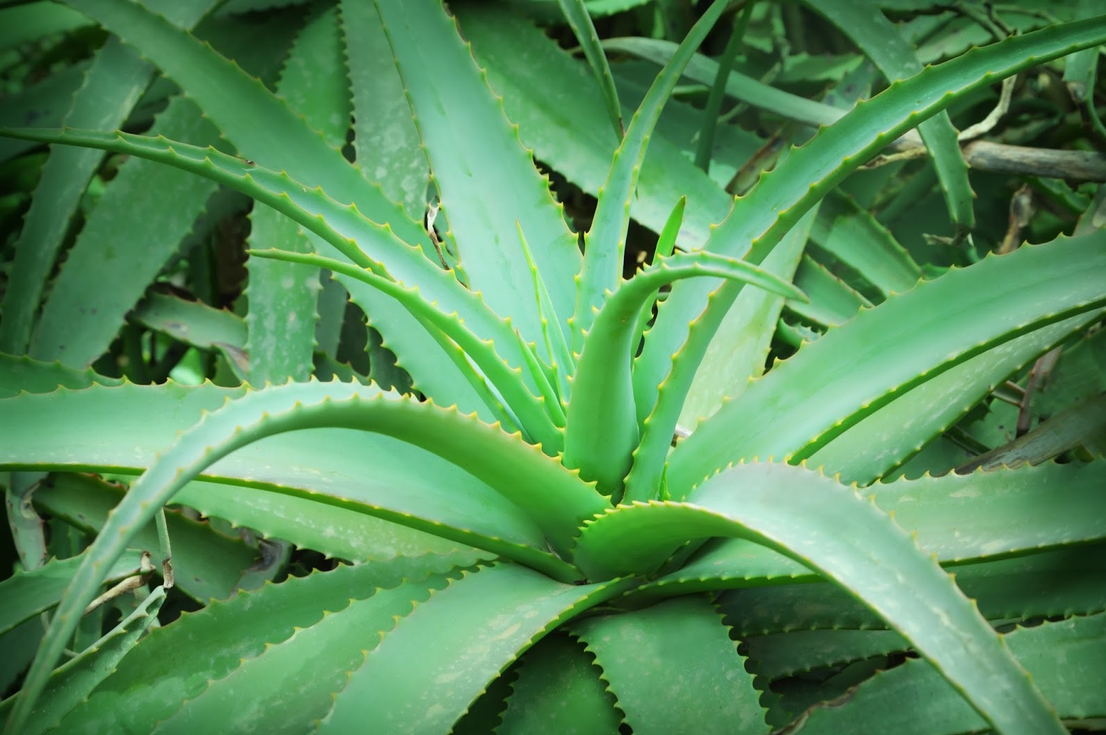 Aloes: jak dbać o roślinę